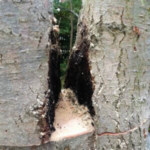 Aufgeschnittener Holzstamm mit schwarzen fauligen Stellen im inneren