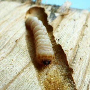 Eine weiß-beige Larve des Asiatischen Moschusbocks liegt in einem Fraßgang im Holz.
