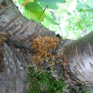 In einer Astgabel einer Kirsche liegt braunes Bohrmehl.