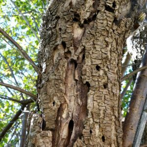 Zahlreiche Ausbohrlöcher in einem alten Holzstamm.