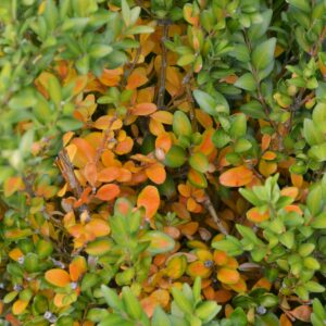 Braune Blätter am Buchsbaum.