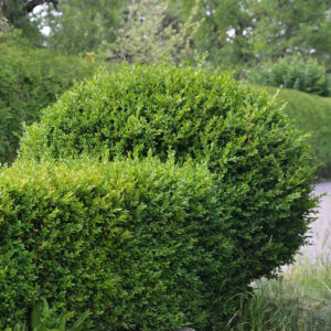 Der Buchsbaum wurde in eine Kugel und einen Würfel geschnitten.