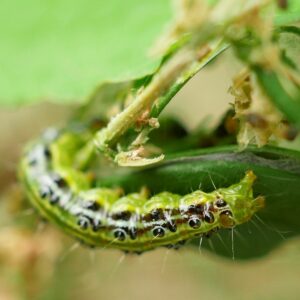 Eine Buchbaumzünsler-Raupe sitzt auf einem Blatt. Sie ist hellgrün mit schwarzen Punkten und braunen und weißen Streifen.