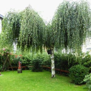 Eine Hängebirke mit dichter Krone in einem kleinen Garten