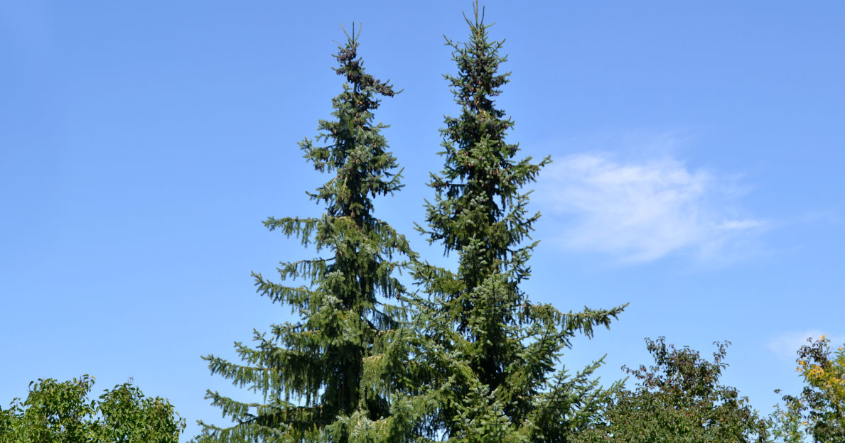 Zwei Fichten überragen eine Hecke