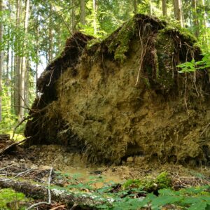 Wurzelteller einer umgefallenen Fichte im Wald