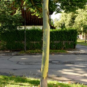 Junge Platane mit heller, bereits geschuppter Rinde.