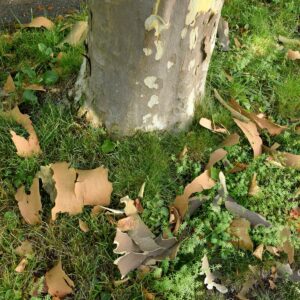 Rindenschuppen liegen im Gras rund um den Stamm der Platane verteilt.
