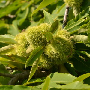 Früchte der Esskastanie am Ast