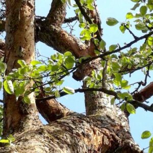 Frische, hellgrüne Blätter in der Krone eines Apfelbaumes