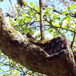 Fäule in der Krone des Baumes an einer Astwunde