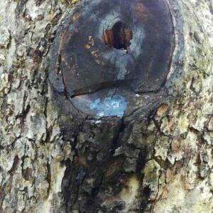 Astschnitt, der bereits schwarz verfärbt ist durch Fäule und ein Loch in der Mitte hat.