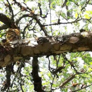Abplatzende Rinde an einem Kronenast