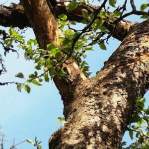 Rinde geht großflächig an den Ästen ab