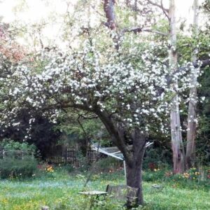 Apfelbaum mit vielen Blüten im unteren Kronenbereich, aber vielen Totästen im oberen Kronenbereich.