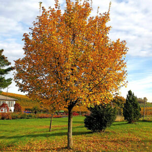Junger Feld-Ahorn im gelb-orangen Herbstlaub in einem Garten