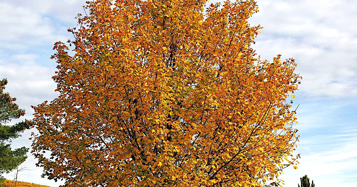 Herbstliche Krone eines Feld-Ahorn