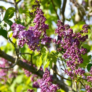 Violett blühender Flieder.