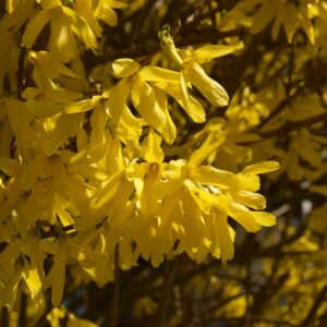 Leuchtend Gelb blühende Forsythie