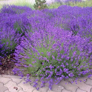Lavendel im Beet in voller Blüte.