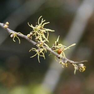 Blüten der Zaubernuss mit einem Marienkäfer.