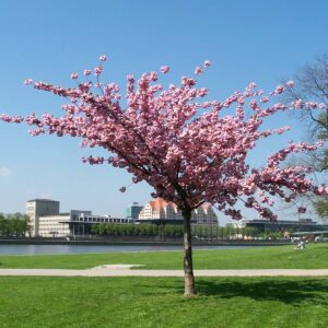 Rosa blühender Zierkirschen-Baum vor einer Stadt.