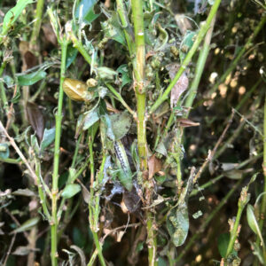 Larven des Buchsbaumzünslers an einem Buchsbaum