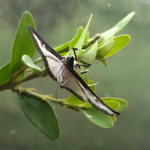 Ein Buchsbaumzünsler-Falter sitzt auf einem Zweig des Buchsbaumes.