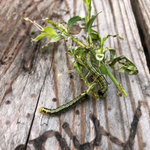 Zwei Raupen hängen an einem Buchsbaumzweig, der auf einem Holztisch liegt.