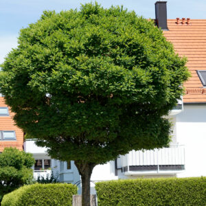 Eine Kugelrobinie steht vor einem Haus als Straßenbaum.