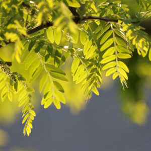 Helles Licht scheint durch das hellgrüne Blätterdach und beleuchtet die Fiederblätter der Robinie.