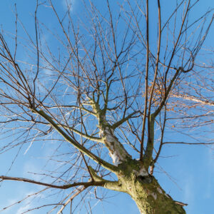 Unbelaubte Krone einer Moorbirke (Betula pubescens)