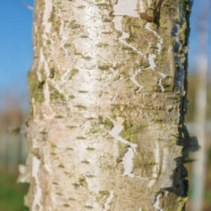 Rinde einer Moorbirke (Betula pubescens)