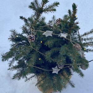 Geschmückte Serbische Fichte im Topf