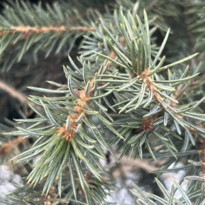 Serbische Fichte (Picea omorika) - gestreifte Nadeln