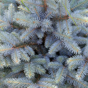 Duftende silbergraue Nadeln der Blaufichte