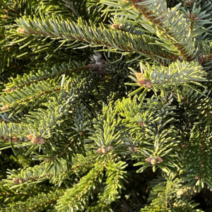 Nadeln der Nordmanntanne