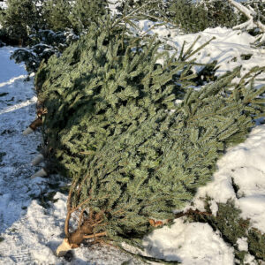 geschlagene Bäume für den Weihnachtsbaumverkauf