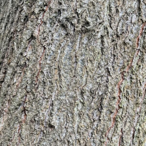 Rinde einer jungen Roteiche