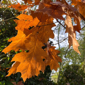 rotes Herbstlaub der Roteiche