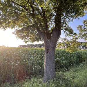 Ahorn mit Baumhöhle