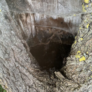 Artenschutz: Baumhöhle