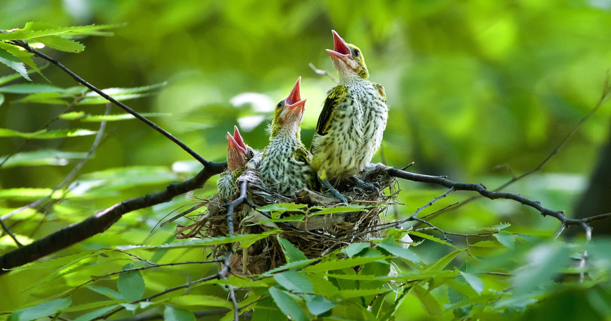 Nest mit drei jungen Pirolen in einem Baum