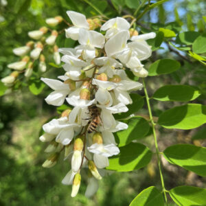 Biene an Robinienblüte