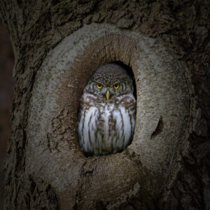 Eurasischer Sperlingskauz in Baumhöhle