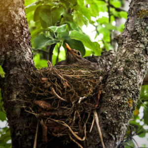 Artenschutz: Vogelnest in Astgabel