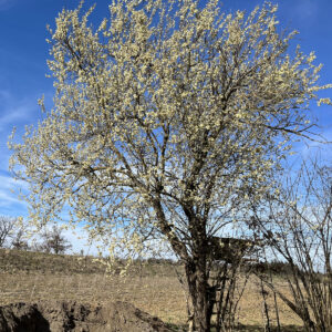 Salweide mit gelb leuchtender Baumkrone