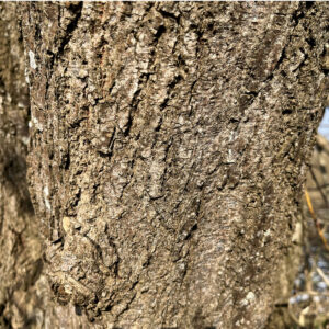 Graue Rinde der Salweide