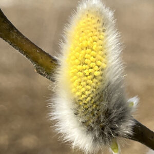 silbrig-flauschiges Weidenkätzchen der Salweide mit gelben Staubbeuteln