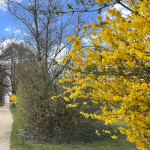 Gelb blühende Forsythie am Wegesrand
